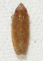 Scaphytopius verecundus - photo 2