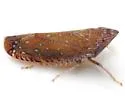 Scaphytopius verecundus - photo 4
