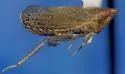 Scaphytopius verecundus - photo 5