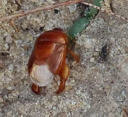 Scaptocoris castaneus - Scaptocoris castaneus