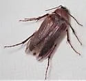 Scaptolenus fuscipennis