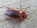 Scaptolenus lecontei - Scaptolenus lecontei