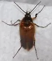 Scaptolenus lecontei - photo 2