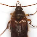 Scaptolenus lecontei - photo 3