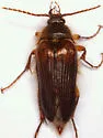 Scaptolenus lecontei - photo 5