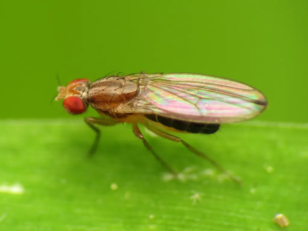 Scaptomyza adusta - Scaptomyza adusta