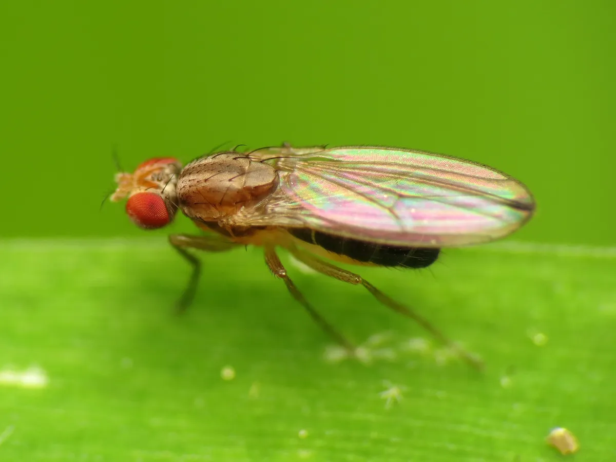 Scaptomyza adusta - photo 3