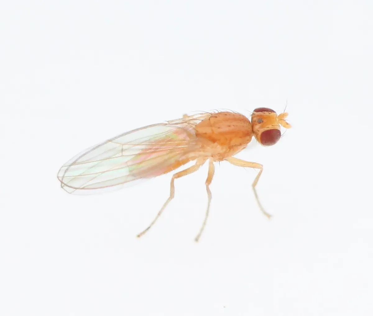 Scaptomyza flava - photo 3