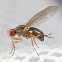 Scaptomyza graminum