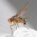 Scaptomyza graminum - photo 2