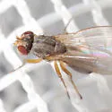 Scaptomyza graminum - photo 3