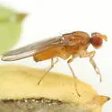 Scaptomyza montana