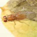 Scaptomyza montana - photo 2