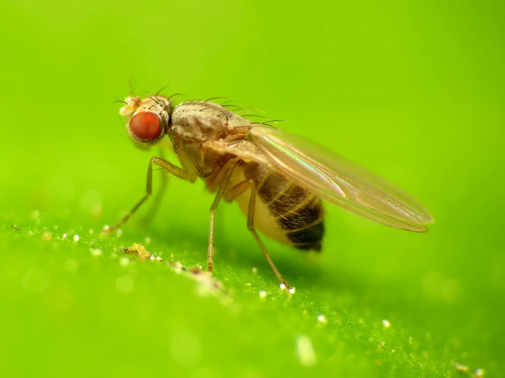Scaptomyza pallida