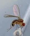 Scaptomyza wheeleri