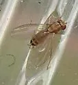 Scaptomyza wheeleri - photo 2