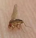 Scaptomyza wheeleri - photo 3