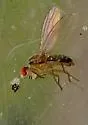 Scaptomyza wheeleri - photo 4