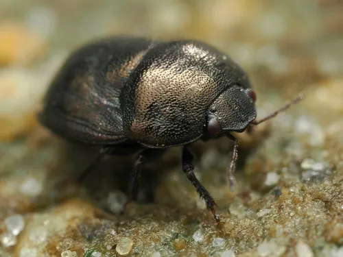 Scarab Shieldbug - Thyreocoris scarabaeoides