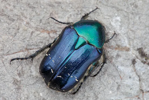 Scarab Beetles - Scarabaeidae