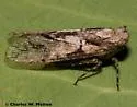 Scaralina aethrinsula