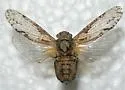 Scaralina aethrinsula - photo 2