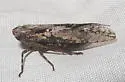 Scaralina aethrinsula - photo 3
