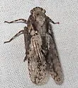 Scaralina aethrinsula - photo 4