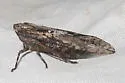 Scaralina aethrinsula - photo 5