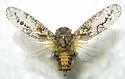 Scaralina cristata