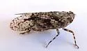 Scaralina cristata - photo 2