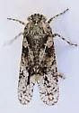 Scaralina cristata - photo 3
