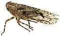 Scaralina cristata - photo 4
