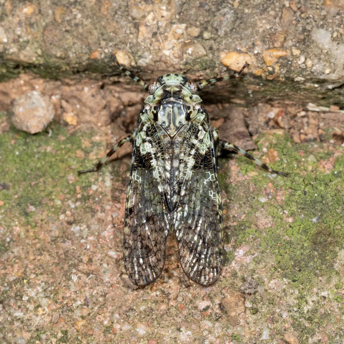 Scaralina marmorata