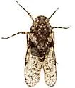Scaralina metcalfi