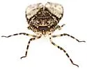 Scaralina metcalfi - photo 3