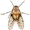 Scaralina metcalfi - photo 4