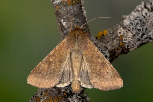 Scarce Bordered Straw