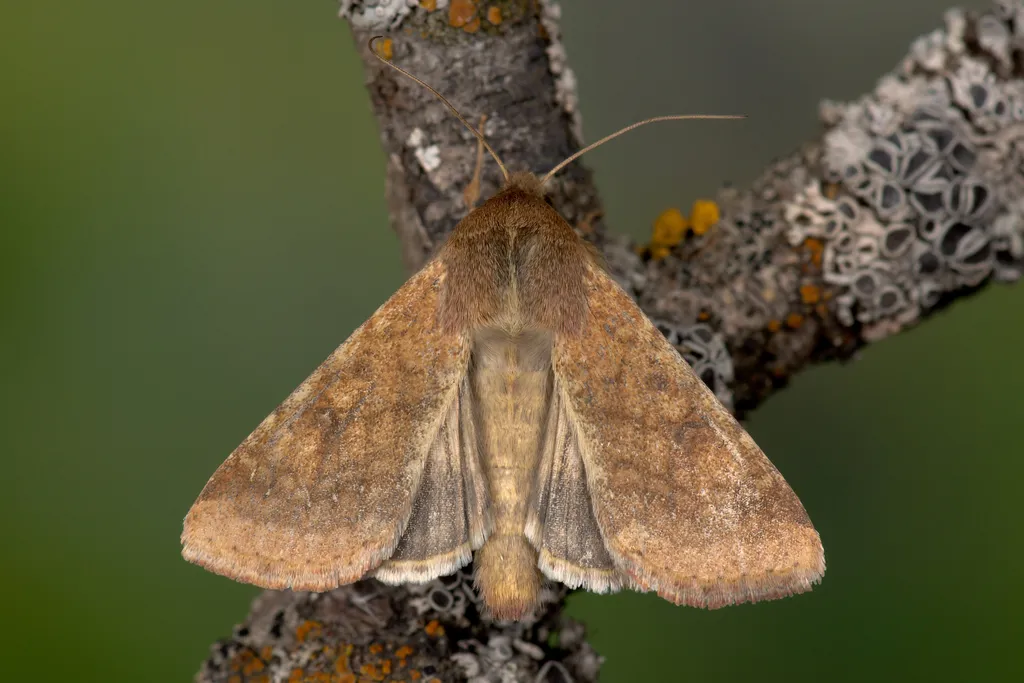 Scarce Bordered Straw - photo 2