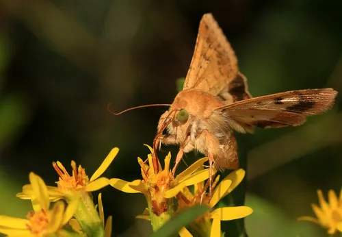 Scarce Bordered Straw - photo 7