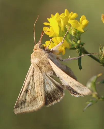 Scarce Bordered Straw - photo 8