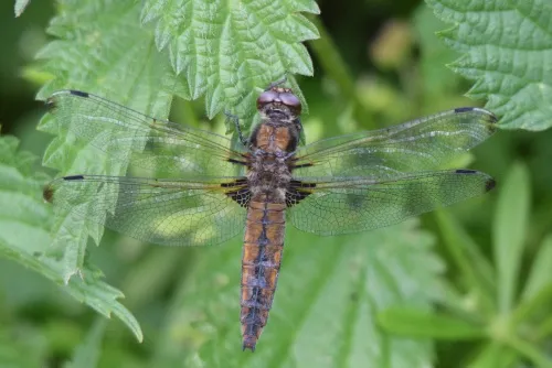 Scarce Chaser