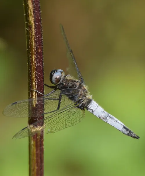 Scarce Chaser - photo 2
