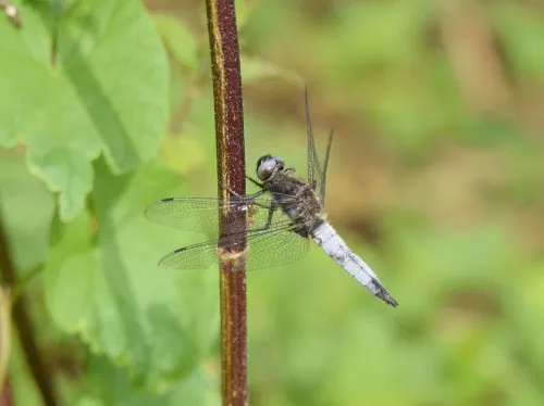 Scarce Chaser - photo 3