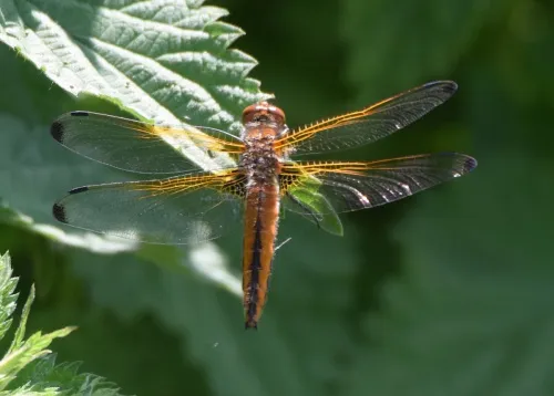 Scarce Chaser - photo 4