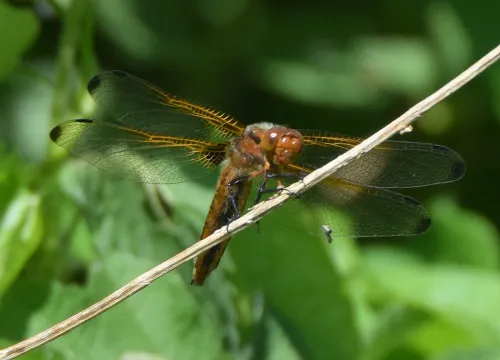Scarce Chaser - photo 5