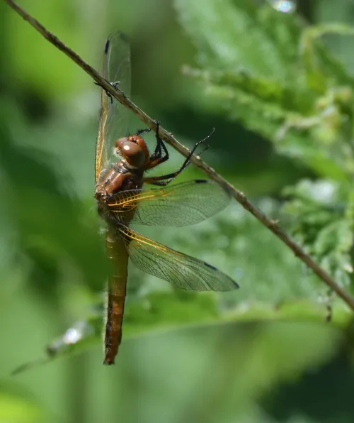 Scarce Chaser - photo 6