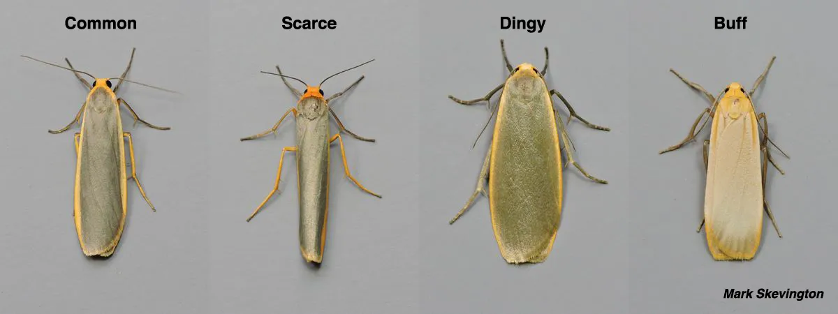 Scarce Footman