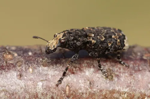 Scarce Fungus Weevil