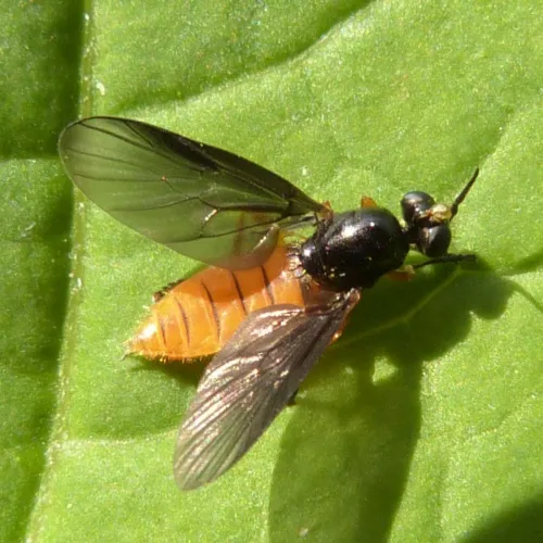 Scarce Orange Legionnaire
